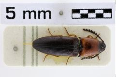 Foto (Dorsalansicht) von Melanotus forestieroi (Platia & Schimmel, 2001)